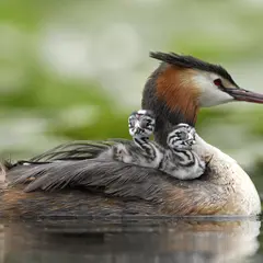 Les oiseaux d'eau du Domaine du Plessis