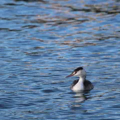 Les oiseaux d'eau et les migrateurs