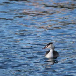 Les oiseaux d'eau et les migrateurs