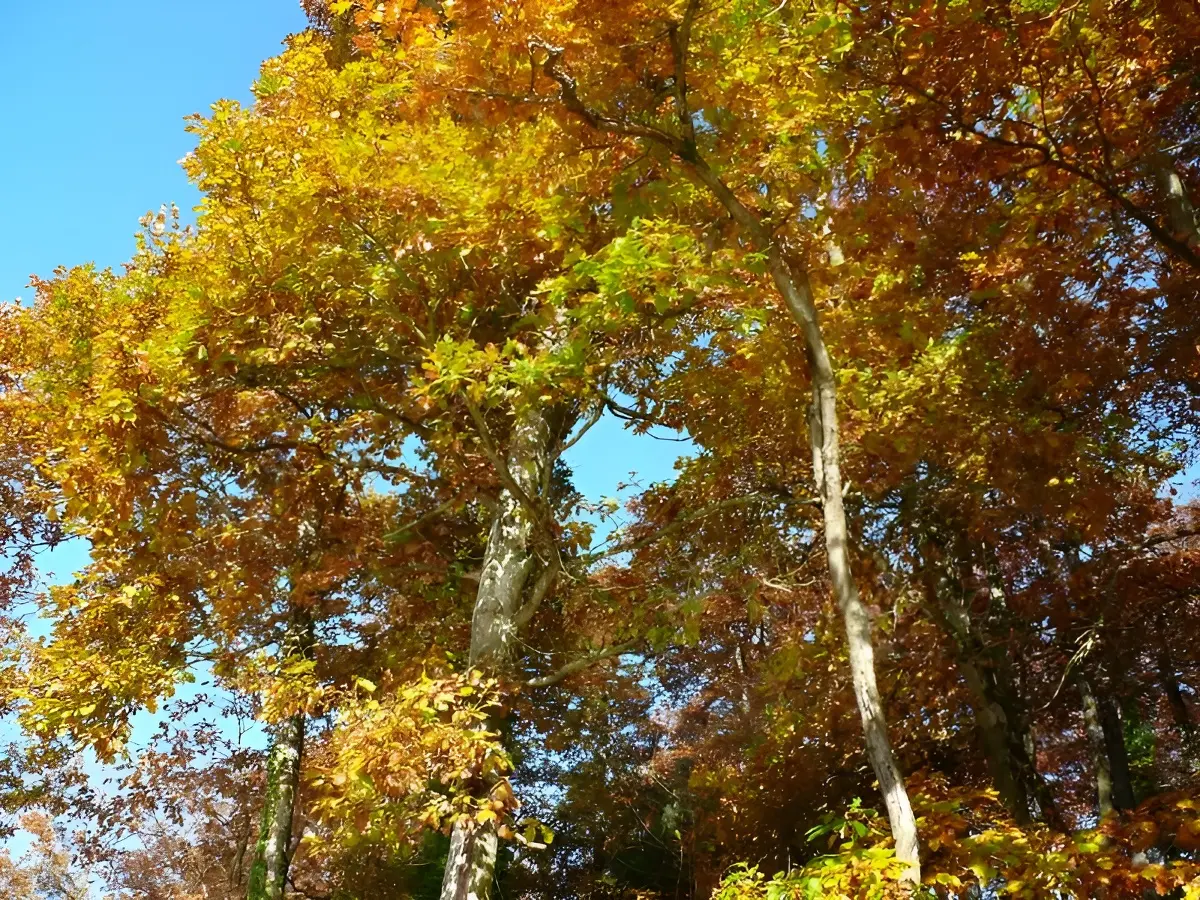 Les oiseaux de l'arboretum