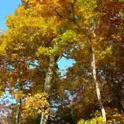 Les oiseaux de l'arboretum