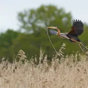 Les oiseaux de la réserve de Chérine