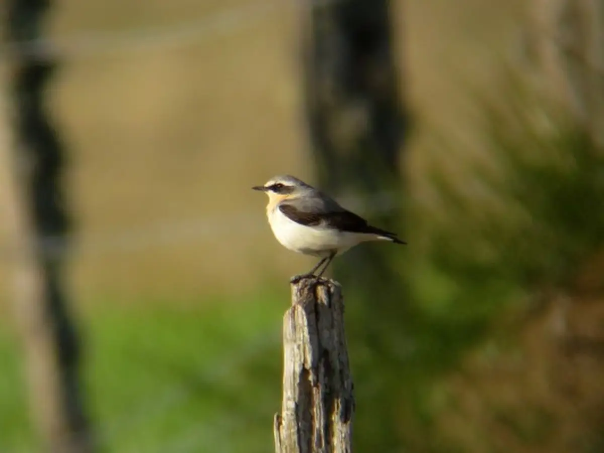 Les oiseaux des villes dans le parc et les jardins de l'Auzette