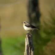 Les oiseaux des villes dans le parc et les jardins de l'Auzette