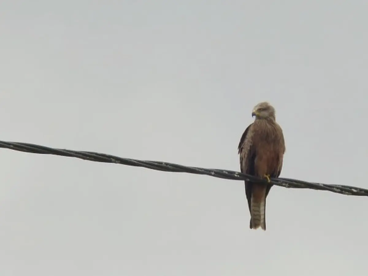Les oiseaux des villes dans le parc et les jardins de l'Auzette - Limoges