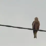 Les oiseaux des villes dans le parc et les jardins de l'Auzette - Limoges