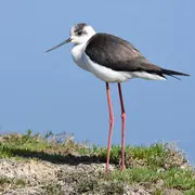 Les oiseaux du bassin