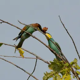 Les oiseaux du lac d'Hossegor