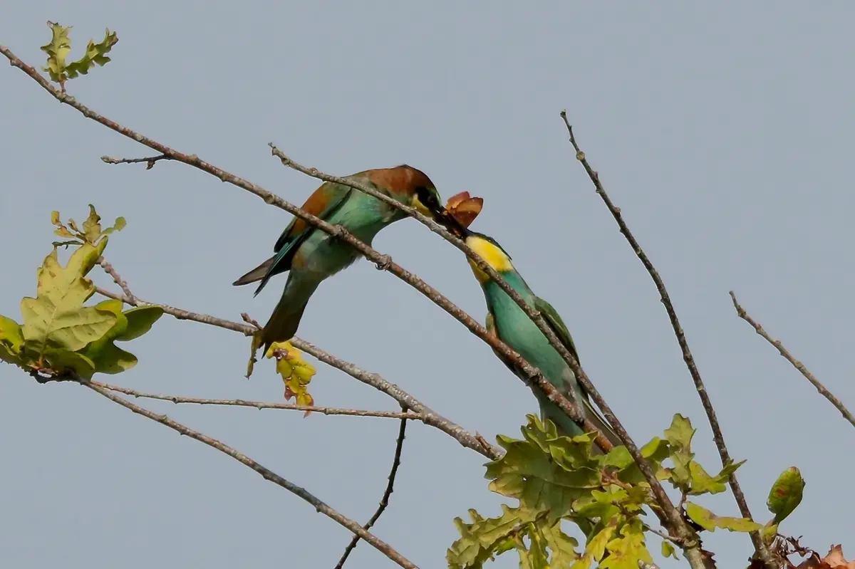 Les oiseaux du lac d'Hossegor