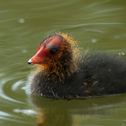 Les oiseaux du lac Daumesnil au bois de Vincennes