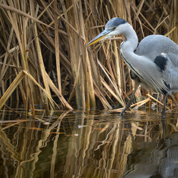 Les oiseaux du lac de Saint Mandé