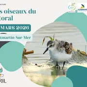 Les oiseaux du littoral