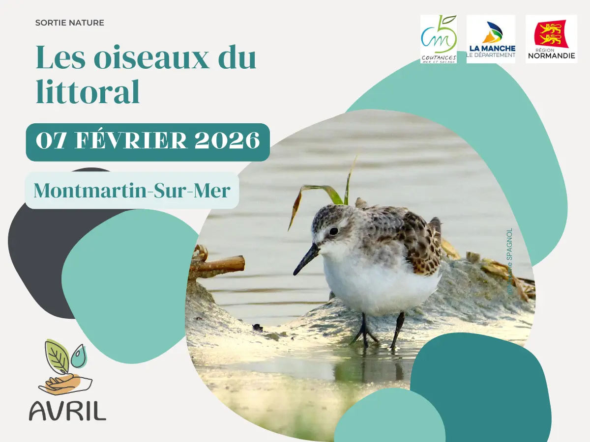 Les oiseaux du littoral