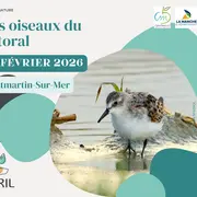 Les oiseaux du littoral
