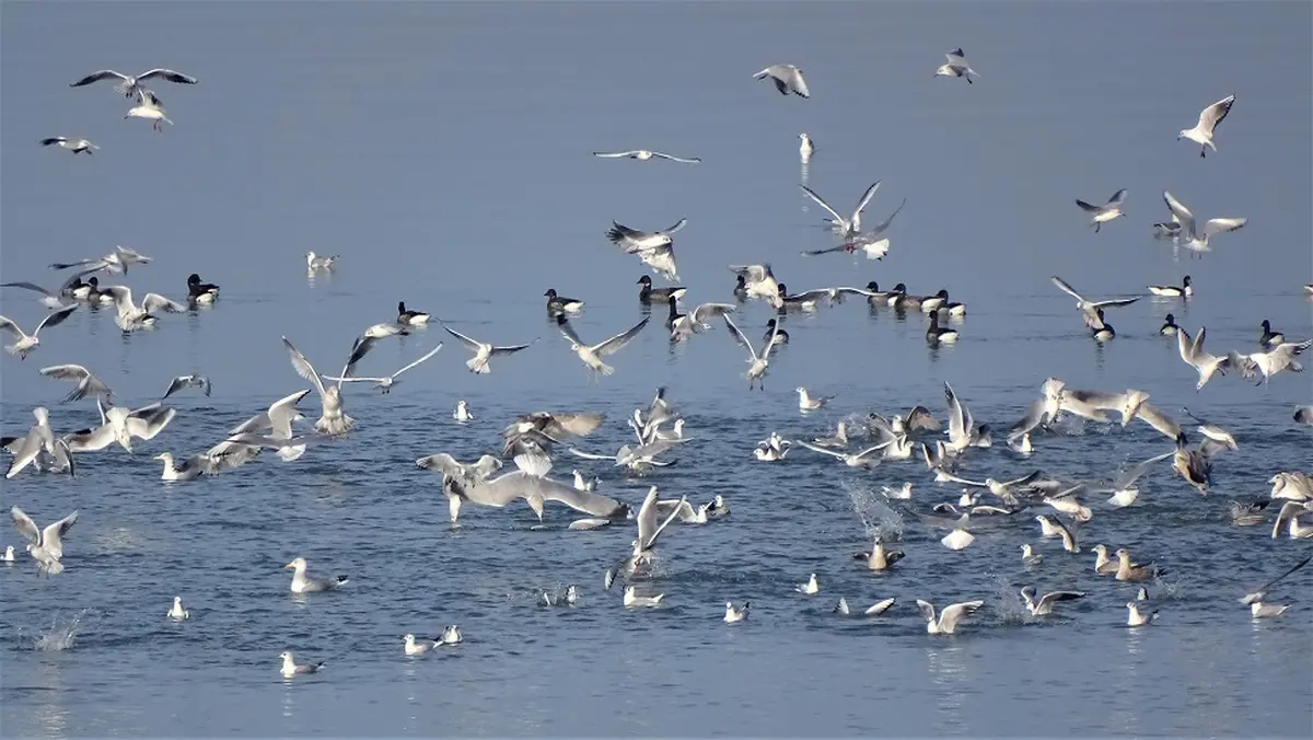 Les oiseaux du littoral et du marais