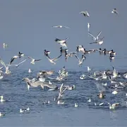 Les oiseaux du littoral et du marais