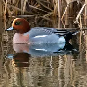 Les oiseaux du marais