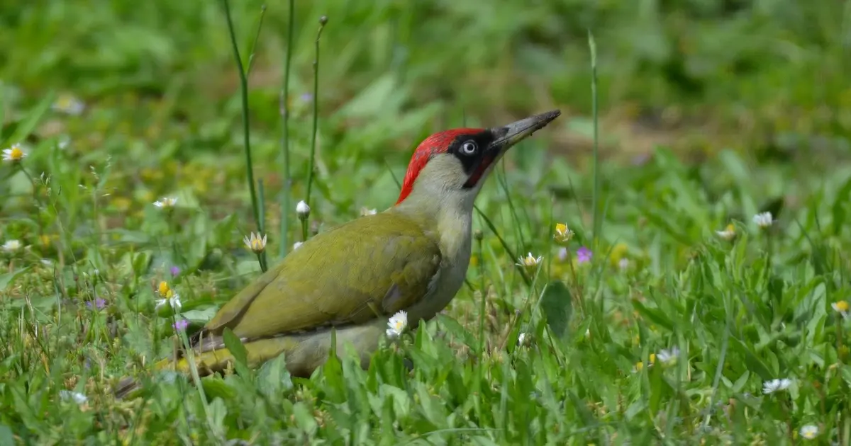 Les oiseaux du Parc Beaumont