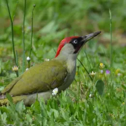 Les oiseaux du Parc Beaumont