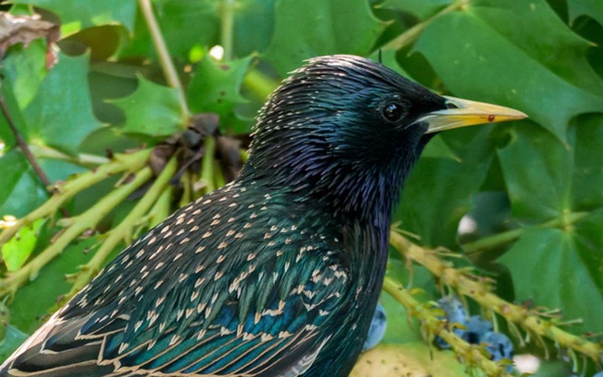 Les oiseaux du Parc Floral