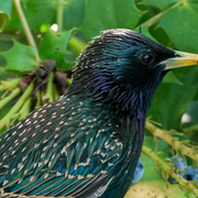 Les oiseaux du Parc Floral