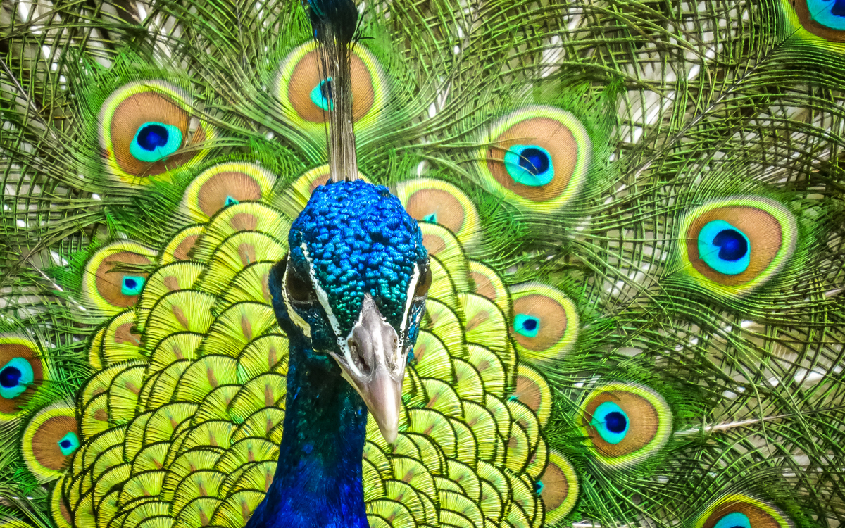 05 08 Oiseau PF_-_Sibylle_Ferlicot_-_Biodiversite