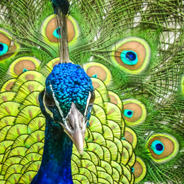 Les oiseaux du Parc Floral de Paris