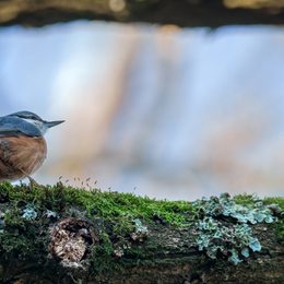 Les oiseaux du Parc Floral de Paris