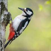 Les oiseaux du parc montsouris