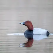 Les oiseaux hivernants de Brenne à Chérine