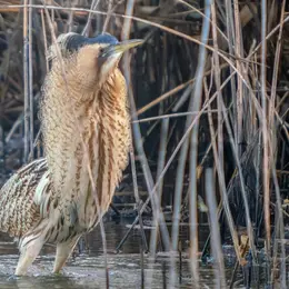 Les oiseaux hivernants de Brenne à Foucault