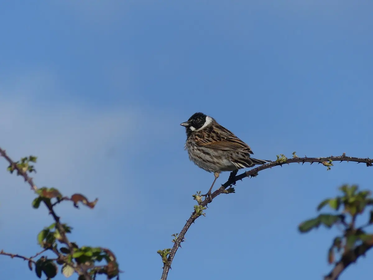 Les oiseaux nicheurs