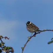 Les oiseaux nicheurs