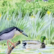 Les oiseaux pour les petits