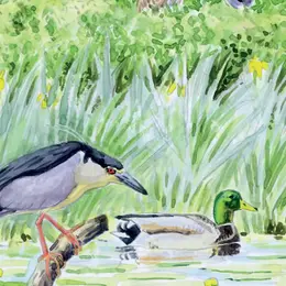 Les oiseaux pour les petits