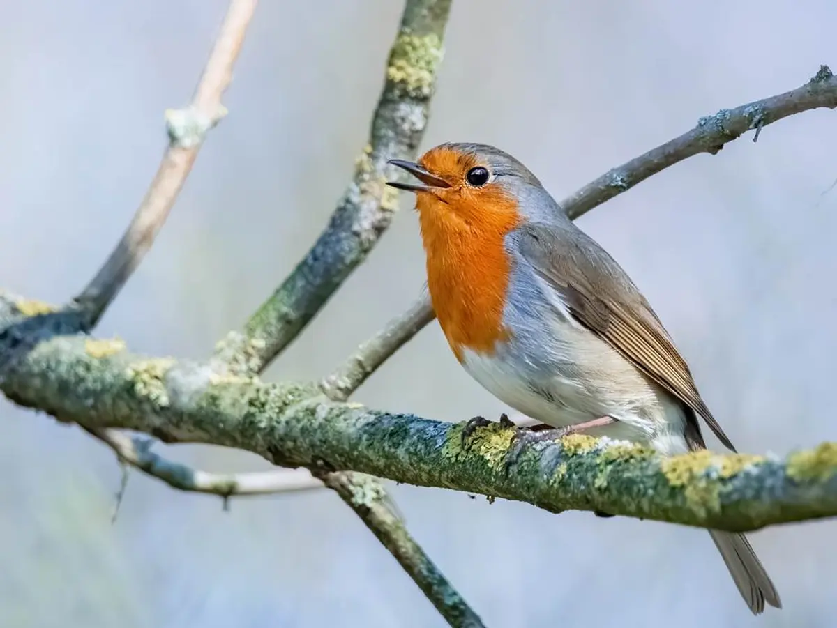 Les oiseaux, reconnaissance et chants