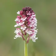 Les orchidées de la Vallée du Pressoir