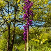 Les orchidées sauvages