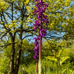 Les orchidées sauvages