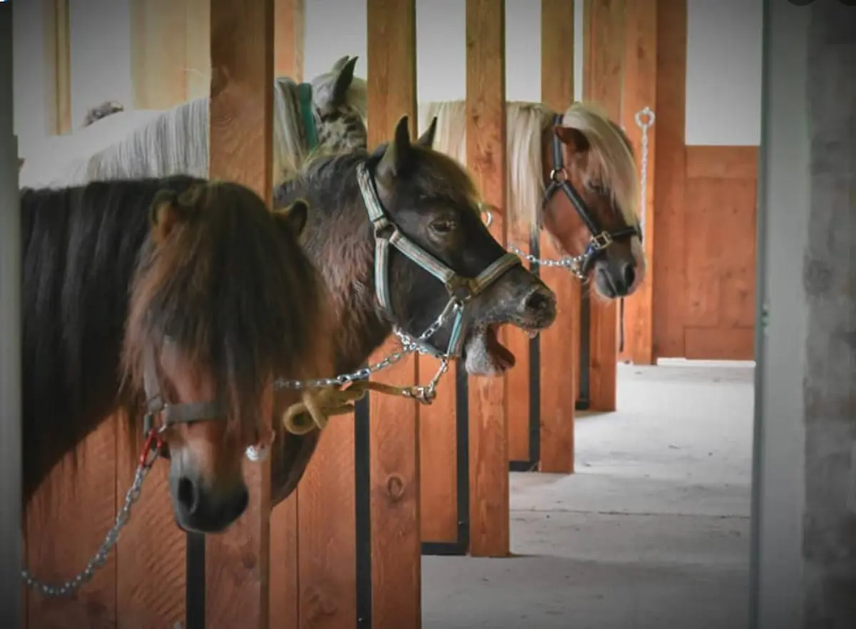 les P'tits cavaliers - animations vacances de Pâques