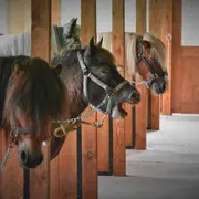 les P'tits cavaliers - animations vacances de Pâques