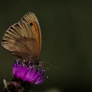 Les papillons de la Saligue
