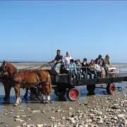 Les parcs à huîtres de la baie des Veys au rythme des chevaux