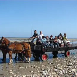Les parcs à huîtres de la baie des Veys au rythme des chevaux