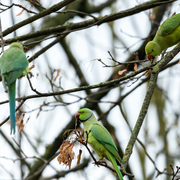 Les perruches à collier