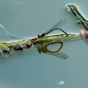 Les petites bêtes aquatiques de la mare