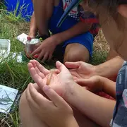 Les petites bêtes de l'eau