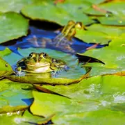 Les petites bêtes de l’eau