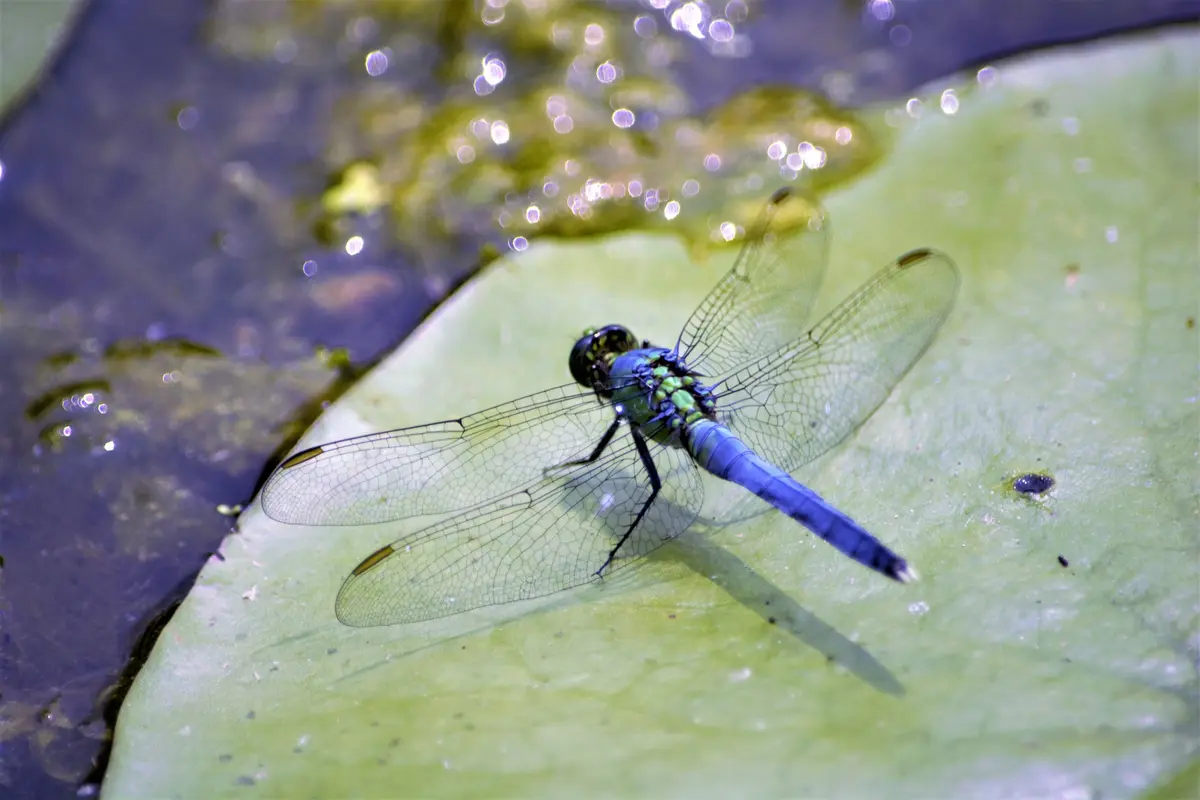 Les petites bêtes de l'eau