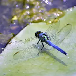 Les petites bêtes de l'eau